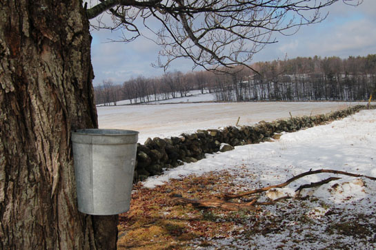 maple sugar buckets