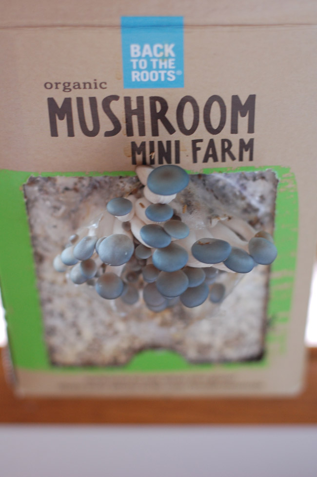 Mushroom Kit - so fun for the kids, and delicious too! 
